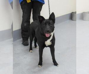 German Shepherd Dog-Unknown Mix Dogs for adoption in Louisville, KY, USA