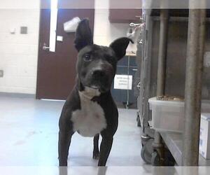American Pit Bull Terrier Dogs for adoption in Fayetteville, NC, USA