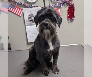 Maltipoo (Miniature) Dogs for adoption in Las Vegas, NV, USA