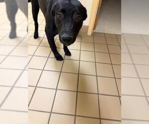 Labrador Retriever-Unknown Mix Dogs for adoption in South Lake Tahoe, CA, USA