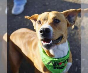 American Staffordshire Terrier-Unknown Mix Dogs for adoption in San Antonio, TX, USA
