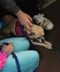 Chug Dogs for adoption in Cincinnati, OH, USA
