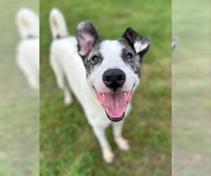 American Staffordshire Terrier-Great Pyrenees Mix Dogs for adoption in Winston Salem, NC, USA