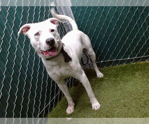 Labrador Retriever-Unknown Mix Dogs for adoption in Downey, CA, USA