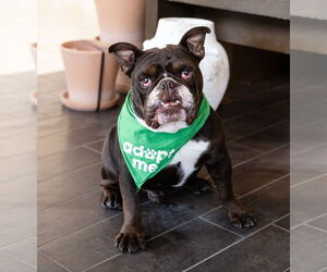 Bulldog Dogs for adoption in St. Louis Park, MN, USA