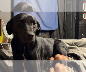 Labrador Retriever-Unknown Mix Dogs for adoption in Farmerville, LA, USA
