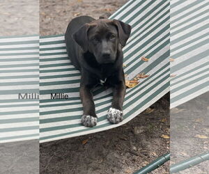 Labrador Retriever-Unknown Mix Dogs for adoption in Melrose, FL, USA