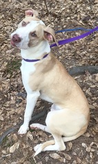 Bull Terrier-Labrador Retriever Mix Dogs for adoption in Social Circle, GA, USA