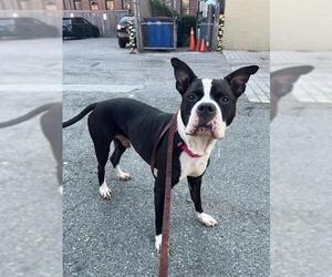 Mutt Dogs for adoption in Brewster, MA, USA