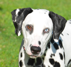 Dalmatian Dogs for adoption in Englewood, FL, USA