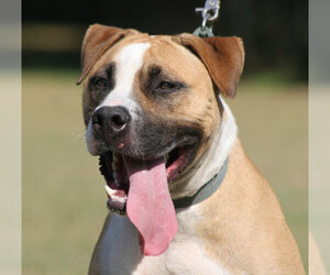 American Pit Bull Terrier Dogs for adoption in North Fort Myers, FL, USA