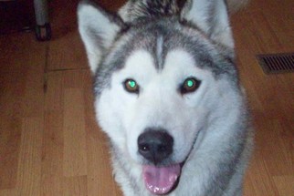 Siberian Husky Dogs for adoption in Crossville, AL, USA