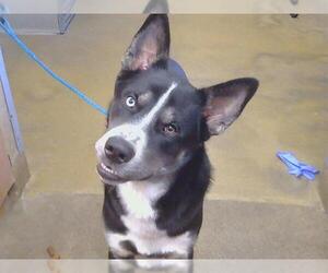 Siberian Husky Dogs for adoption in Sacramento, CA, USA