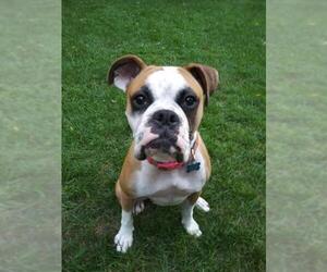 Boxer Dogs for adoption in Wyoming, MI, USA
