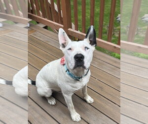 American Bulldog-Unknown Mix Dogs for adoption in Anchorage, AK, USA