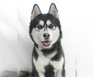 Siberian Husky Dogs for adoption in Burbank, CA, USA