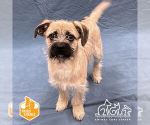 Mutt Dogs for adoption in Irvine, CA, USA