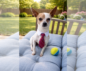 Chihuahua-Unknown Mix Dogs for adoption in Euless, TX, USA
