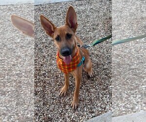 Carolina Dog-Unknown Mix Dogs for adoption in Royse City, TX, USA