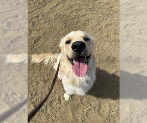 Golden Retriever Dogs for adoption in Chula Vista, CA, USA