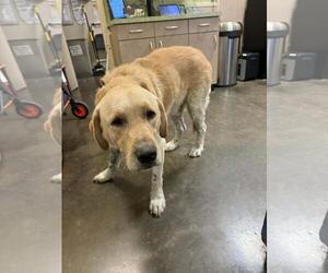 Labrador Retriever-Unknown Mix Dogs for adoption in Rockwall, TX, USA