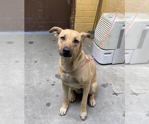 Australian Kelpie-Unknown Mix Dogs for adoption in Stockton, CA, USA