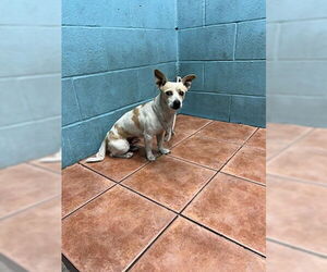 Mutt Dogs for adoption in Downey, CA, USA