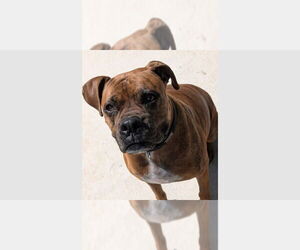 Boxer Dogs for adoption in Austin, TX, USA