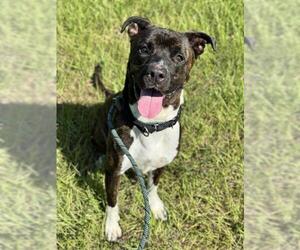 American Staffordshire Terrier Dogs for adoption in Fort Lauderdale, FL, USA