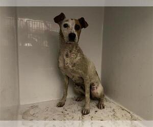 American Pit Bull Terrier Dogs for adoption in Houston, TX, USA