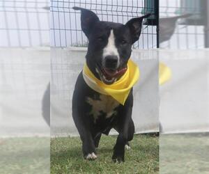 American Staffordshire Terrier-Unknown Mix Dogs for adoption in San Antonio, TX, USA