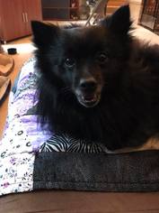 Schip-a-Pom Dogs for adoption in Harrisburg, PA, USA
