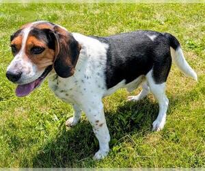 Beagle Dogs for adoption in Akron, OH, USA