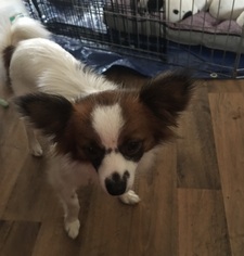 Papillon-Unknown Mix Dogs for adoption in Healdsburg, CA, USA