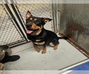 Shepweiller Dogs for adoption in Conroe, TX, USA