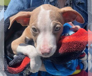 American Pit Bull Terrier-Unknown Mix Dogs for adoption in Clarkston, MI, USA