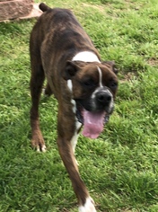 Boxer Dogs for adoption in Euless, TX, USA