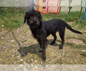 Mutt Dogs for adoption in Evansville, IN, USA
