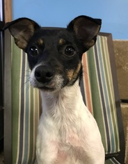 Jack-Rat Terrier Dogs for adoption in Holden, MO, USA