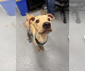 American Pit Bull Terrier-Unknown Mix Dogs for adoption in Peoria, IL, USA