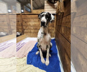 Great Dane Dogs for adoption in Palm Beach, FL, USA