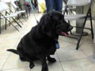 Basset Hound-Labrador Retriever Mix Dogs for adoption in Houston, TX, USA