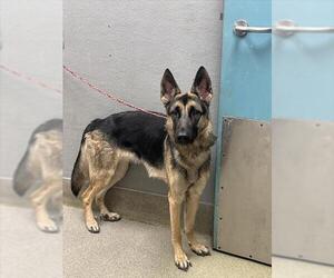 German Shepherd Dog-Unknown Mix Dogs for adoption in Las Vegas, NV, USA