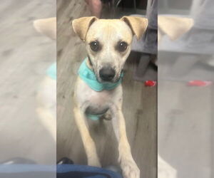 Mutt Dogs for adoption in Stanhope, NJ, USA