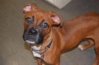 Boxer Dogs for adoption in Richmond, IN, USA