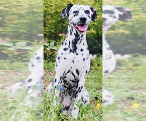 Dalmatian Dogs for adoption in Ogden, UT, USA