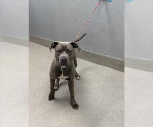 American Pit Bull Terrier-Unknown Mix Dogs for adoption in Las Vegas, NV, USA