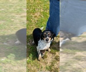 Beagle Dogs for adoption in Woodbridge , NJ, USA
