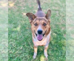 Mutt Dogs for adoption in Riverside, CA, USA