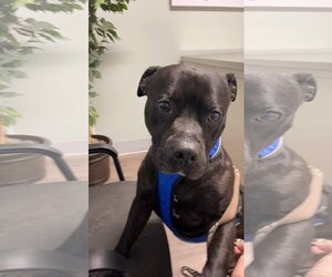 American Bulldog-Unknown Mix Dogs for adoption in Greensboro, NC, USA